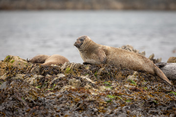 Common Seal relaxing in Scotland