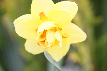 Flores varias rosas tulipanes bellas 