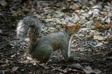 Eichhörnchen schnüffelt mit geschlossenen Augen
