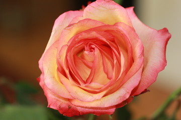 Flores varias rosas tulipanes bellas 