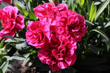 Flores varias rosas tulipanes bellas 