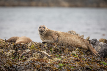 Fototapeta premium Common seal in Shetland