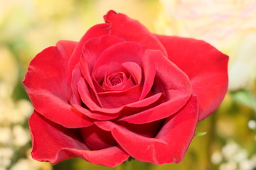 Flores varias rosas tulipanes bellas 