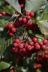 jarzębina , czerwona jarzębina ,  czerwona jarzębina ,