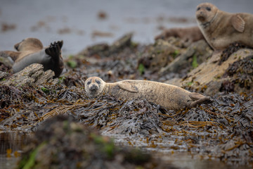 Juvenile Common Seal relaxing