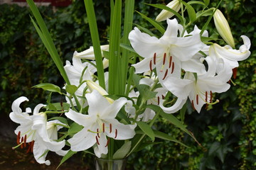 Bouquet de lys Casablanca © Frederic.M