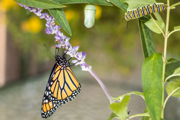 Monarch Trinity: Chrysalis, caterpillar and butterfly, Danaus Plexippus, on milkweed 