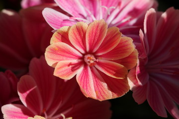 Flores varias rosas tulipanes bellas 