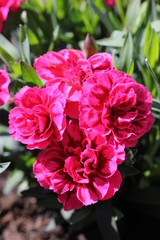 Flores varias rosas tulipanes bellas 