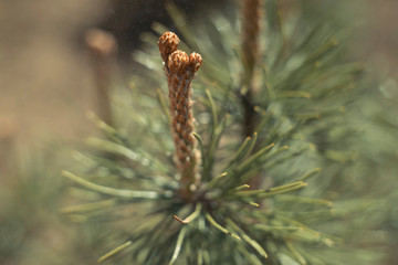 Young shoots of  pine. Small and fluffy. Sunny day in springtime. Nature concept for design. Selective focus