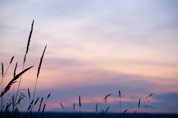 Fototapeta premium silhouette of grass at sunset
