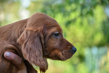 Red irish setter dog head portrait on nature