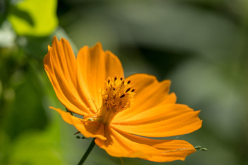 オレンジ色の花