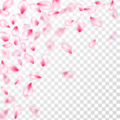 Pink cherry blossom petals isolated