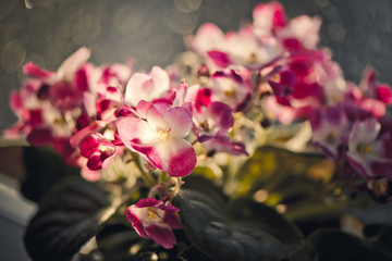 Potted Saintpaulia violet flower on bokeh blurred background wet window. African senpolia houseplant.