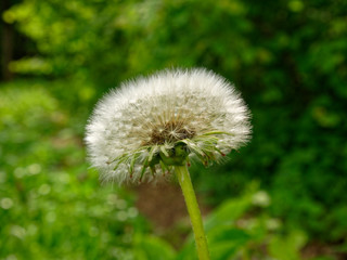 white dandelions in the Park in spring, Moscow.