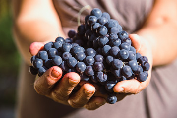Closeup farmer holding  ripe black grapes in his hands. Fresh black bunch of Grapes. Winery concept.