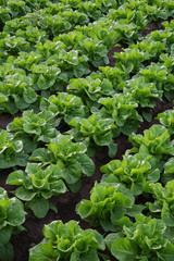 Cultivated field of lettuce growing in rows along the contour line. Agricultural composition. Panoramic style.