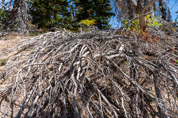 USA CedarBreaks National Monument