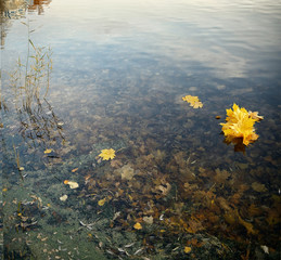 Fototapeta na wymiar yellow autumn maple leaves on water