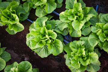 Cultivated field of lettuce growing in rows along the contour line. Agricultural composition. Panoramic style.
