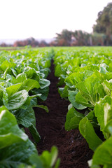 Cultivated field of lettuce growing in rows along the contour line. Agricultural composition....