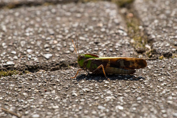 トノサマバッタ