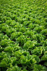 Cultivated field of lettuce growing in rows along the contour line. Agricultural composition....