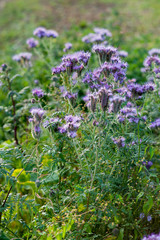 Phacelia violet flowers honey flowers