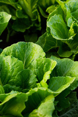 Fototapeta na wymiar Cultivated field of lettuce growing in rows along the contour line. Agricultural composition. Panoramic style.