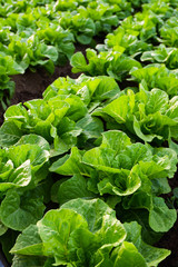 Cultivated field of lettuce growing in rows along the contour line. Agricultural composition. Panoramic style.