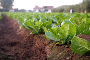 Cultivated field of lettuce growing in rows along the contour line. Agricultural composition. Panoramic style.