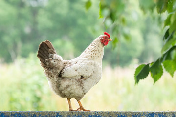 chicken on the fence