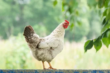 Deurstickers chicken on the fence © alexbush