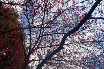 a tree with red buds in a park