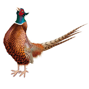 oiseau, faisan, phasianus colchicus, colchide, chant, coq, animal, isol&eacute;, nature, sauvage, color&eacute;, &eacute;levage, ferme, blanc, faune, volaille, rouge, chasse, jeu, gazon, commun