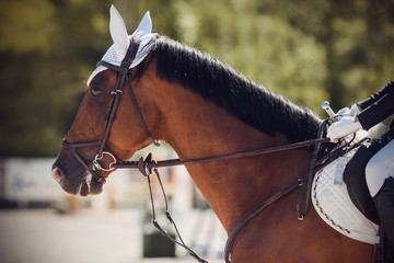A beautiful Bay horse with a trimmed mane is dressed in a bridle, the reins of which is held by a...