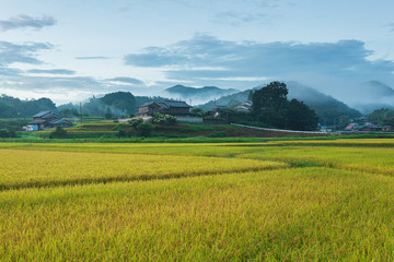 Fototapeta premium 稲穂が実る里山