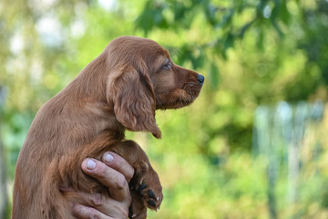 Red irish setter dog head portrait on nature