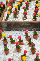 Fototapeta na wymiar Cactuses in the garden.