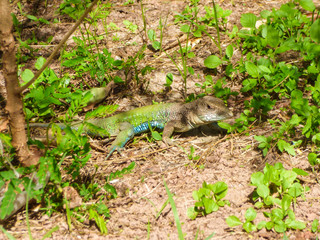 Colorful Giant ameiva lizard (Ameiva ameiva) on the ground in Arembepe - Bahia, Brazil