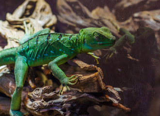 Obraz premium I enjoyed the aquarium