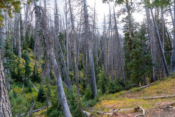 USA CedarBreaks National Monument