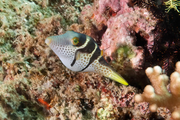 Fototapeta na wymiar Black Saddled Pufferfish or Toby. Sri Lanka, underwater photography.