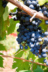 Fototapeta premium Large bunch of grapes hang from a vine, Close Up of red wine grapes