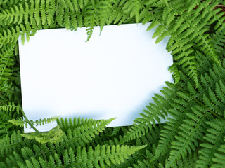 Blank white paper on a green fern leaves. Top view.