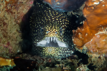 Honeycomb moray