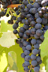 Large bunch of grapes hang from a vine, Close Up of red wine grapes