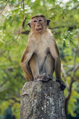 Toque macaque sits on a stone pillar. Sri Lanka.