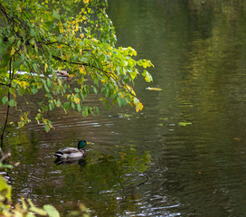 Autumn, pond, tree branches, duck.